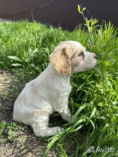 Бретонский эпаньоль щенки