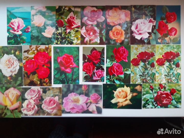 Поздравительные открытки с розами