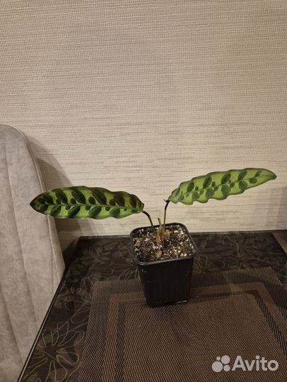 Калатея лансифолия