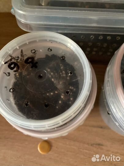 Паук птицеед Acanthoscurria geniculata L8 Самка