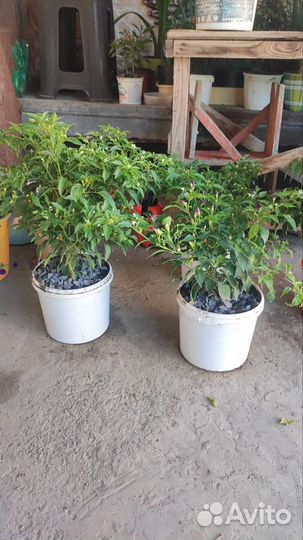 Перец комнатный острый