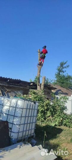 Спилить дерево, расчистить участок