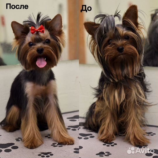 Груминг собак