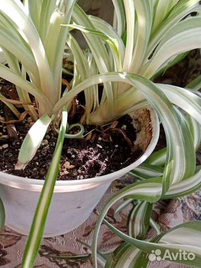 Хлорофитум кудрявый, с кремовый полосой