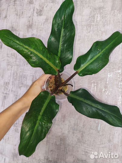 Филодендрон Карамель крем