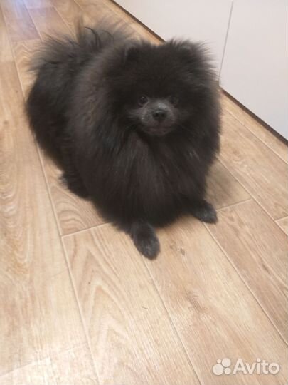 Померанский шпиц, вязка