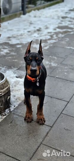 Купировка ушей, хвостов, прибылых пальцев