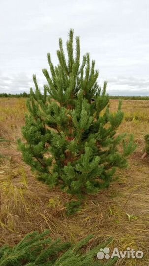 Сосна живая опт