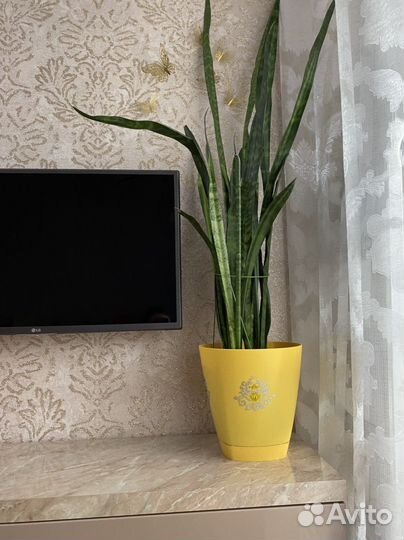 Сансевиерия, щучий хвост