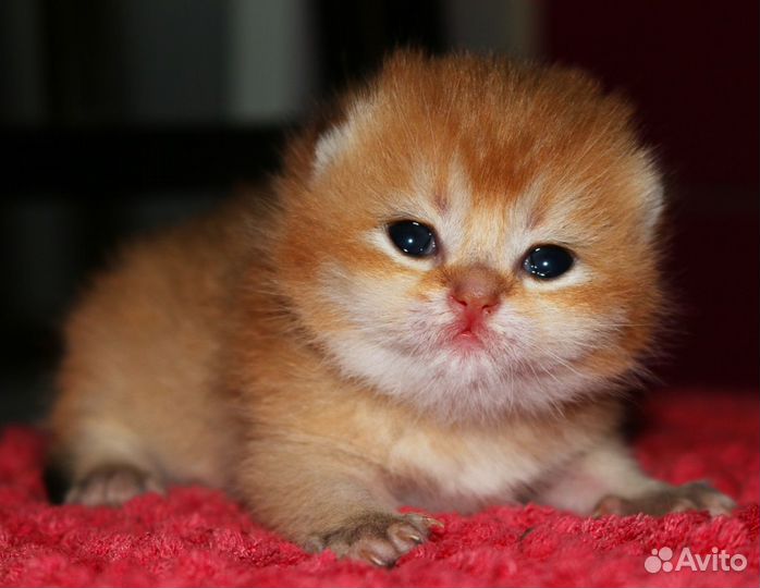 Котята британские золотые шиншиллы