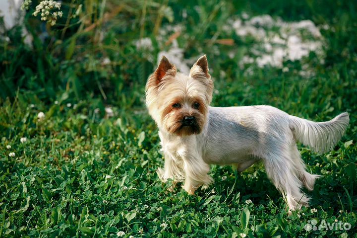 Йоркширский терьер мини