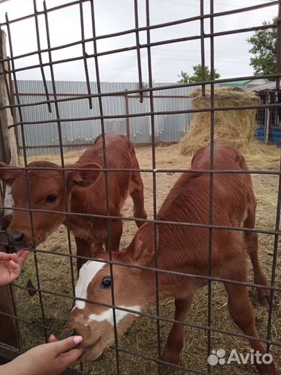 Продам телок 2 недели
