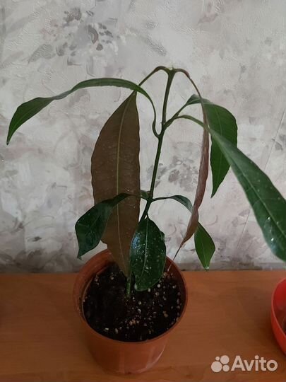 Домашние растения цветы