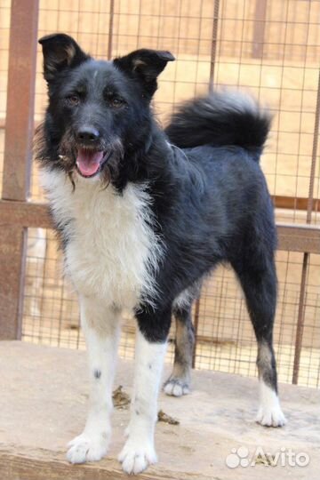 Боня в добрые руки