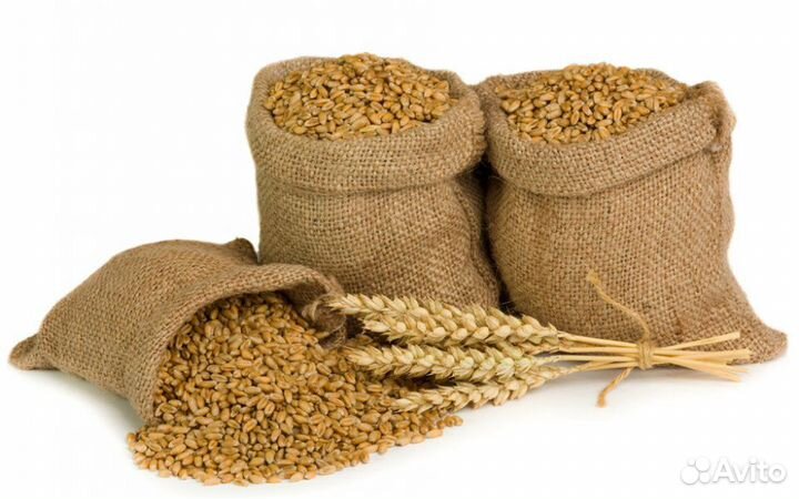 Пшеница кормовая в мешках (зерно)