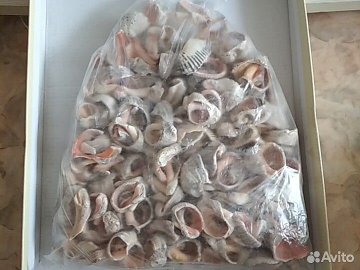 Ракушки в аквариум