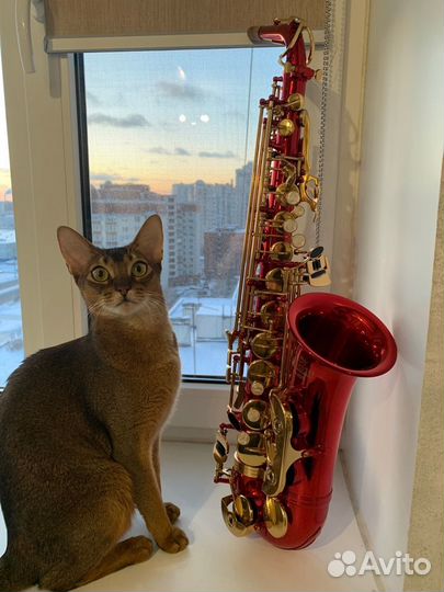 Саксофон-альт Roy Benson AS-202R красный лак