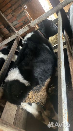 Продажа бычков