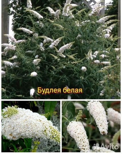 Буддлея белая Уайт Профьюжен (с медовым ароматом)