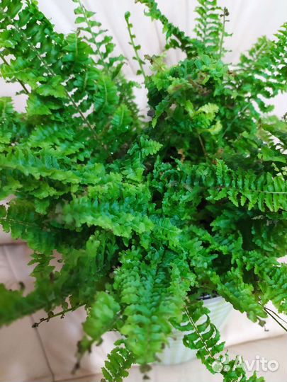 Много цветов Толстянка Хамедорея Гардения Гастерия