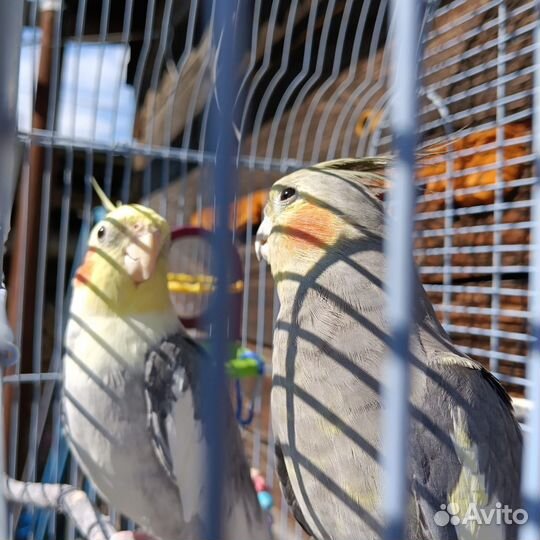 Попугаи корелла