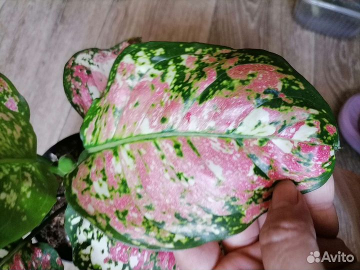 Аглаонема анимани триколор