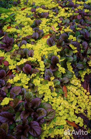 Вербейник монетчатый почвопокровный