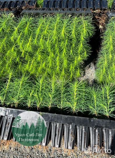 Сеянцы зкс Сосна Ель Лиственница окс Голуб Горн