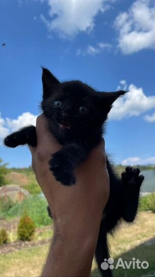 Котята в добрые руки бесплатно