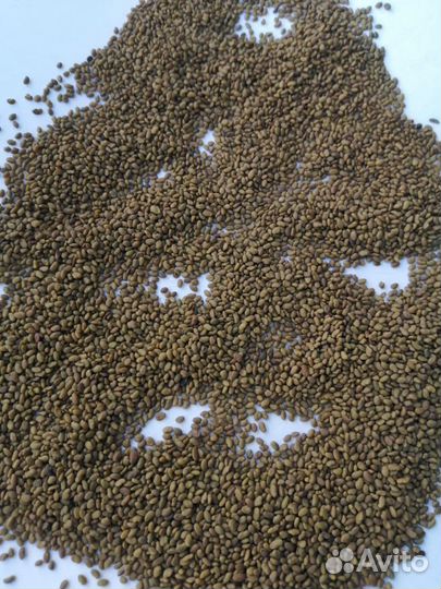 Семена многолетних и однолетних трав,пастбищные