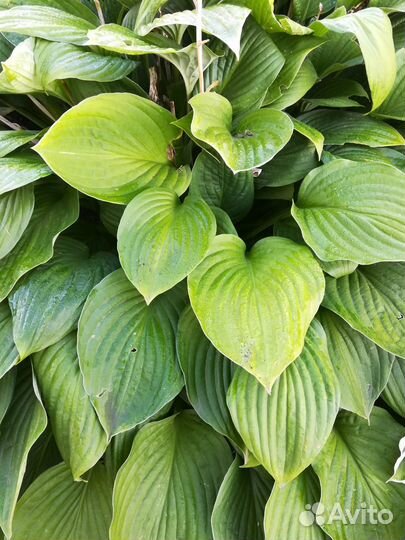 Хоста растение