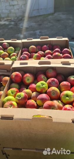 Яблоко Женева