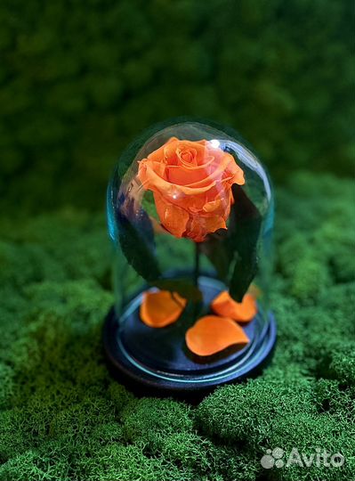 Вечная роза в колбе