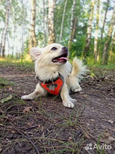 Собака вязка чихуахуа