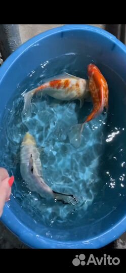 Карпы Кои, кометы, шубункины