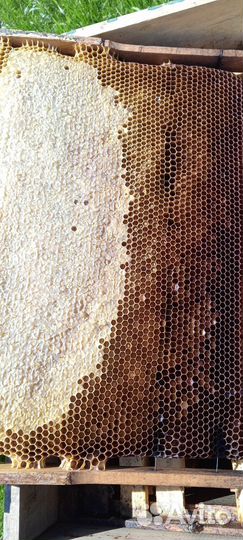 Рамки с сушью