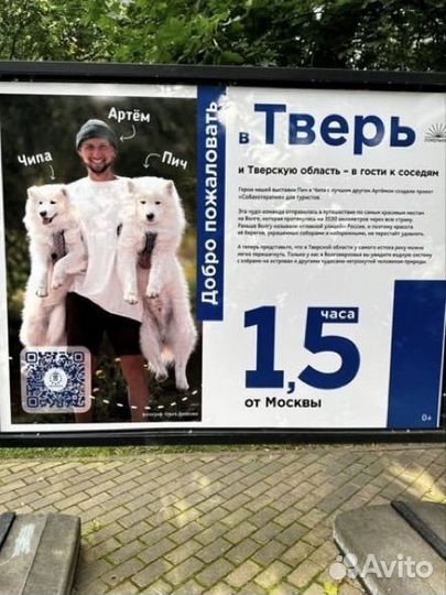 Щенки самоеда (от титулованных родителей )