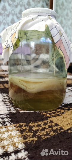 Чайный гриб