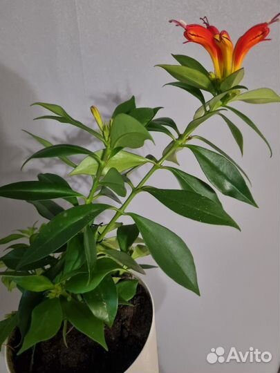 Комнатные цветы