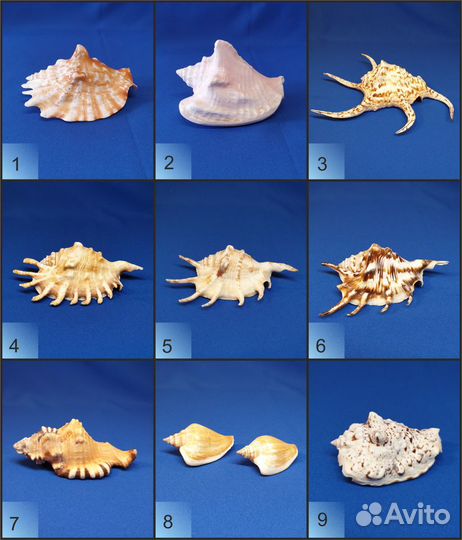 Морские ракушки Ламбис хирагра 23 см
