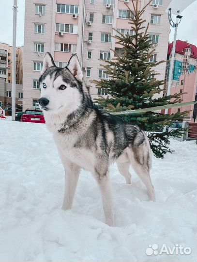 Сибирский хаски