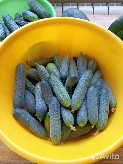 Огурцы свежие