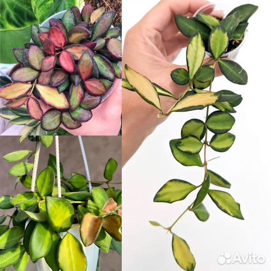 Хойи сортовые