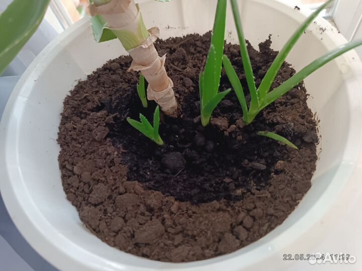 Алоэ столетник