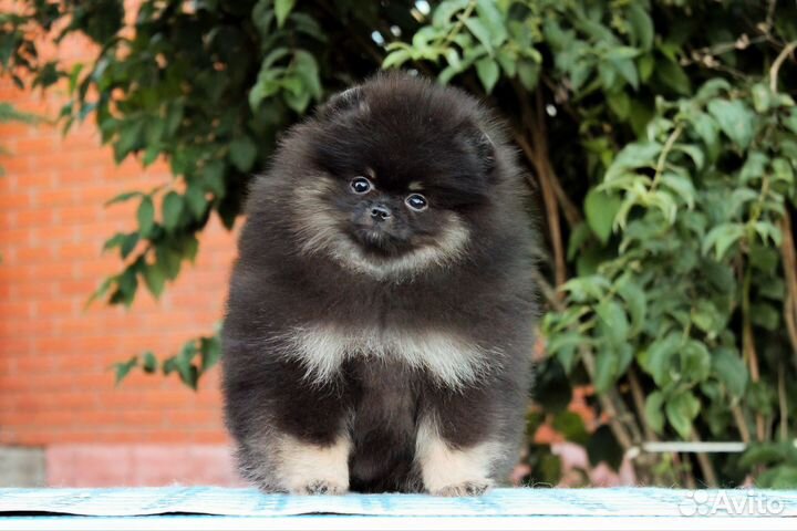 Померанский шпиц девочка
