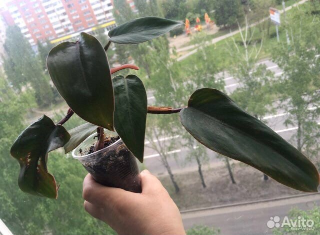 Филодендрон