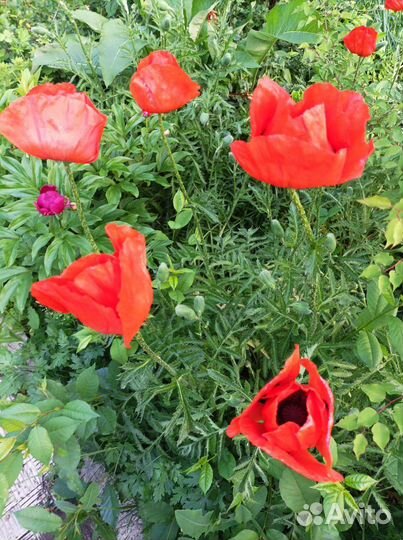 Мак восточный семена