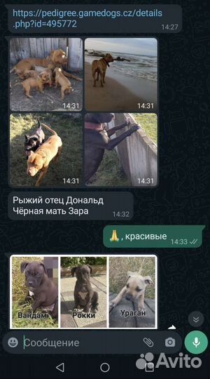 Американский питбультерьер щенки