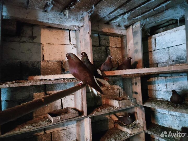 Мастные голуби