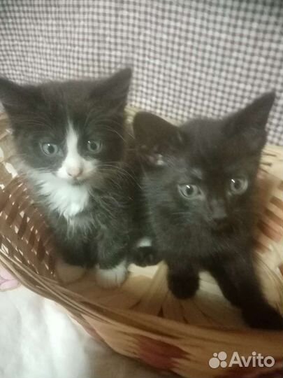 Котята в добрые руки бесплатно